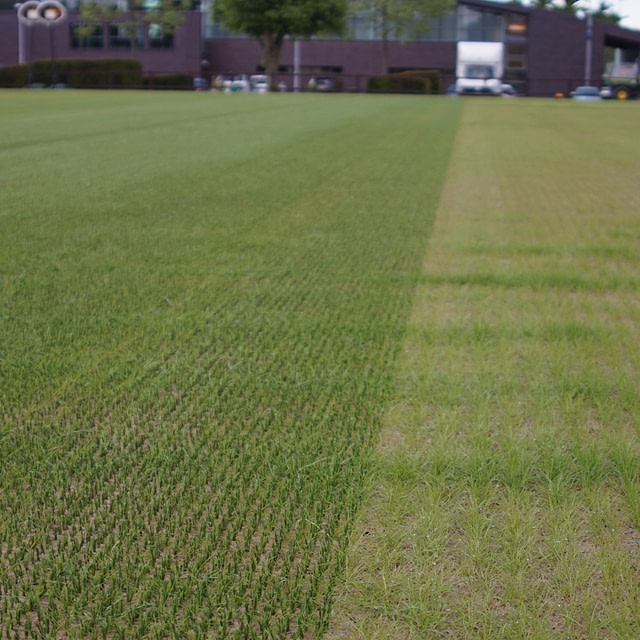 Chelsea F.C, SISGrass, hybrid pitch, reinforced natural turf pitch,